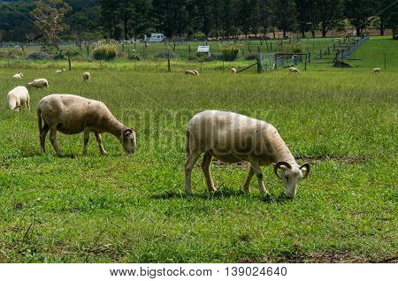 Sheep grazing browsing on a green grass. Agriculture farmland scene