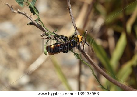The Megascolia maculata. The mammoth a wasp.