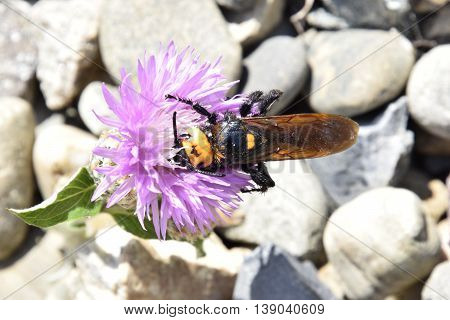 Megascolia Maculata. The Mammoth Wasp.