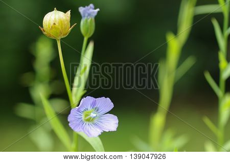 the plant of flax with blue flower