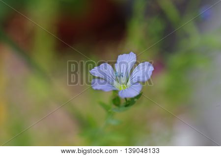 the plant of flax with blue flower