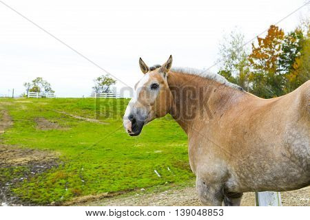 Hourse At The Meadow With Grass