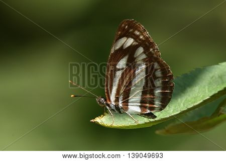butterfly in natural habitat (neptis sappho)