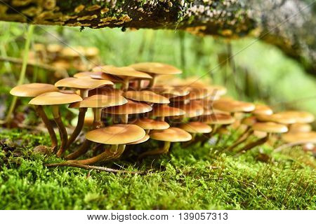Fresh mushrooms on a mossy tree trunk. Selective focus of wild mushrooms with copy space and defocused background. Autumn scene with golden sunlight.