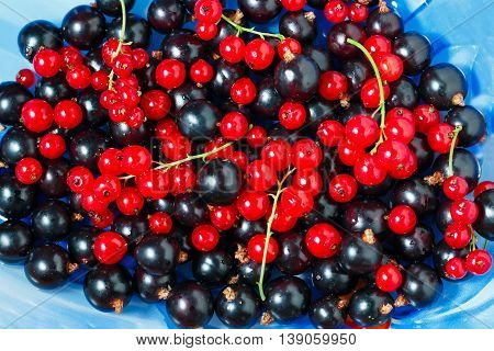 Summer berries black currant, red currant on blue dish