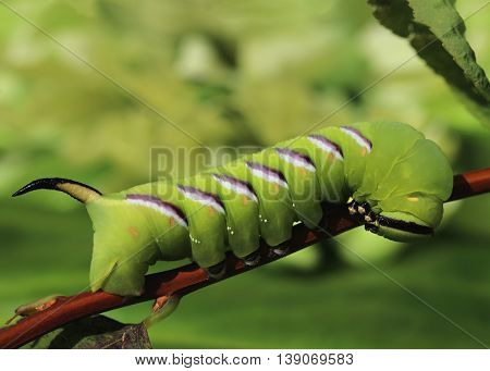 Privet Hawk-moth Sphinx Ligustri Caterpillar