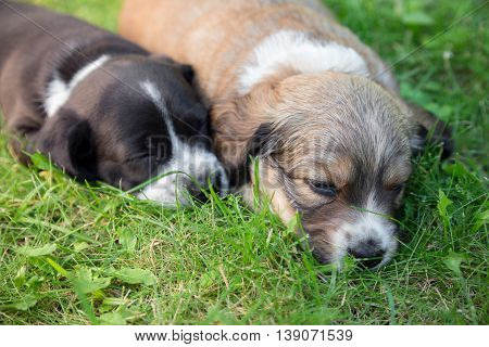 Two little sleeping puppies lying in backgarden