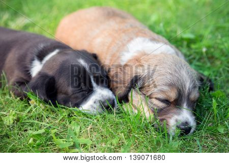 Two little sleeping puppies lying in backgarden