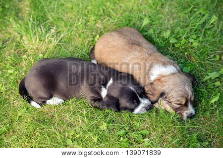Two little sleeping puppies lying in backgarden