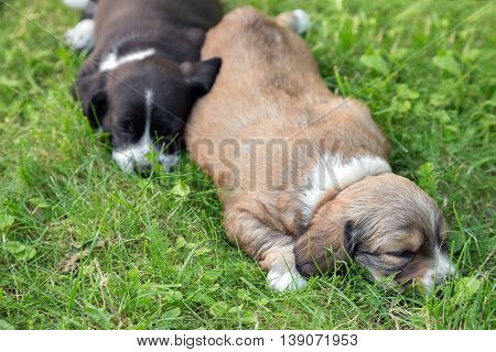Two little sleeping puppies lying in backgarden