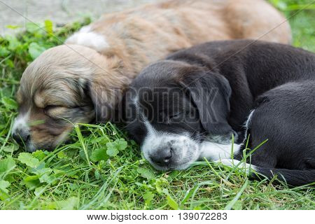 Two little sleeping puppies lying in backgarden