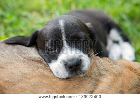 One little sleeping puppy lying in backgarden