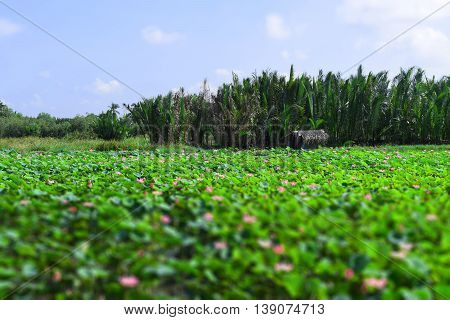 tilt shift lotus field and hut  in Vietnam countryside