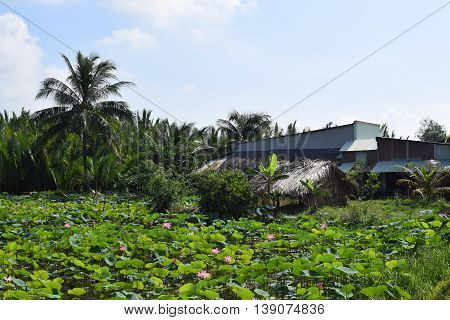 lotus field with house in Vietnamese village