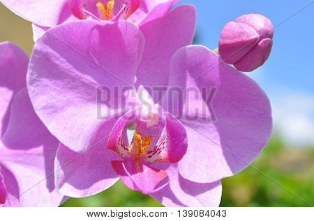 the most beautiful flower and flower bud