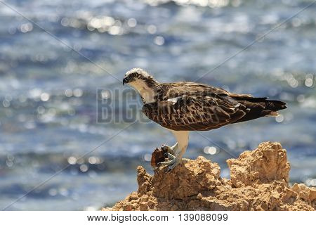 Osprey on a rock ledge eating fish, birds, prey, summer
