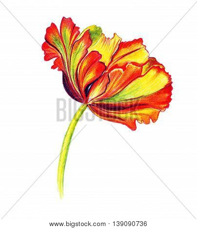 Illustration drawn stylized tulip flower made with colored pencils