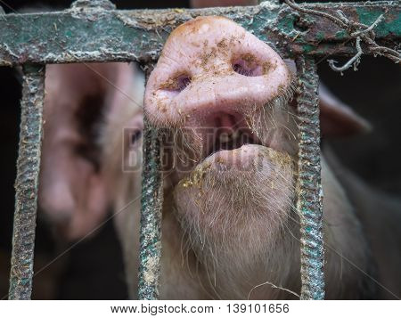 Farm pig looking with lots of interest thru the pigstay fence