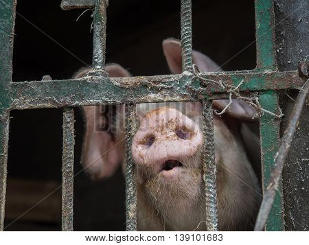 Farm pig looking with lots of interest thru the pigstay fence