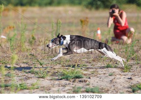 Coursing. Whippet Dog Running In The Field