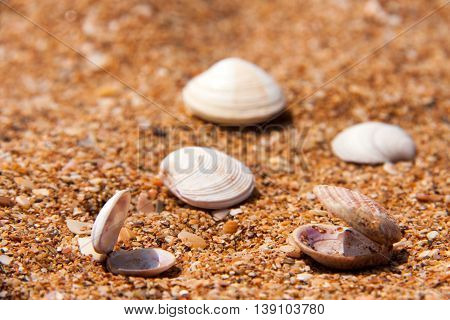 seashells in the sand on the seashore.