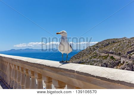 Seagull stands on the railing against the background of seascape with rocks, Seagull on the railing