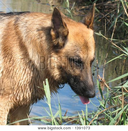 Hund
