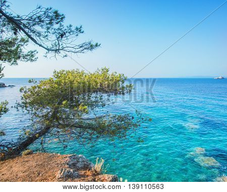 Crustal clear water in sea with mediterranea tree