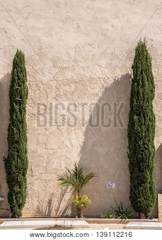 ancient white wall with rough plaster texture framed with two cypress trees