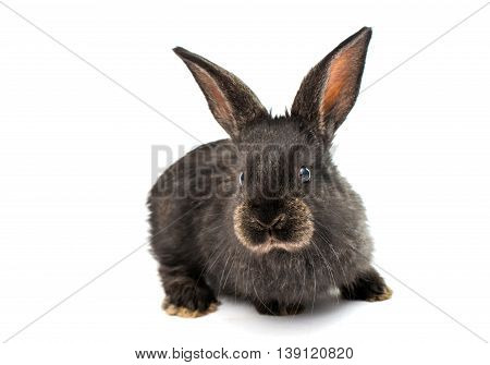 brown, bunnies little rabbits on white background
