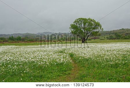 Daffodils blooming in spring valley. Transcarpathia Ukraine