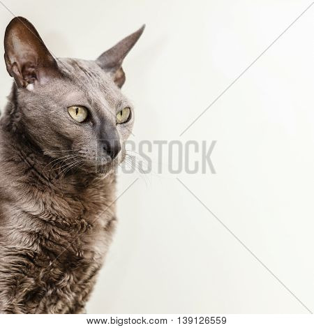 Animals at home. Egyptian mau cat portrait indoor