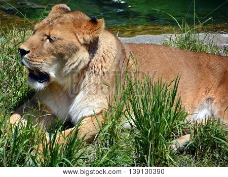 Femele lion is one of the four big cats