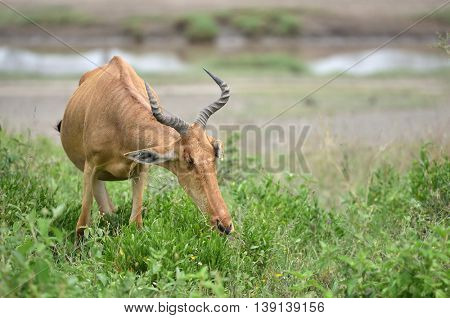 wild hartebeest (kongoni) african antelope eating the fresh grass of savannah