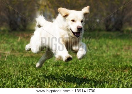Happy dog Golden Retriever quickly runs and jumps in the summer in nature and if frozen in flight over the earth