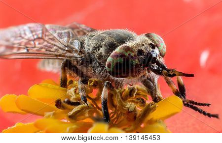Insect horsefly with color eyes on red flower extreme macro photography