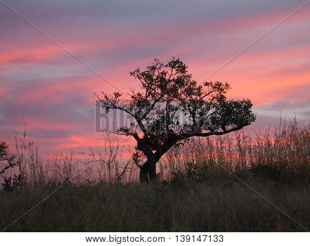 Sunset in Kruger National Park. South Africa. Lonely standing tree. Play of colors. Purple violet and blue clouds.