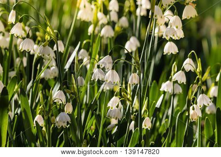 closeup of summer snowflake flowers in bloom