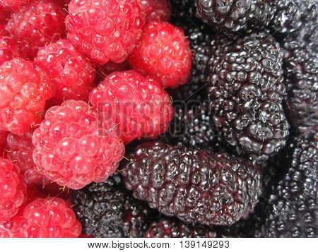 Red raspberry and dark mulberry laid in the form of Yin Yang. Healthy food.