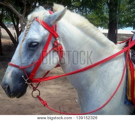 head and neck of white horse with braided forelock, roached mane, red rope halter under red nylon bridle, tom thumb bit, reins looped around saddle horn, rental horse on the beach, Songkhla, Thailand