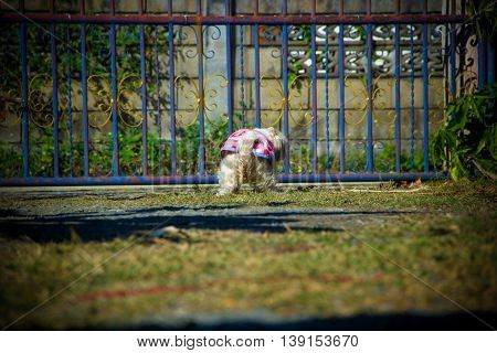 shih tzu dog pooping on the grass