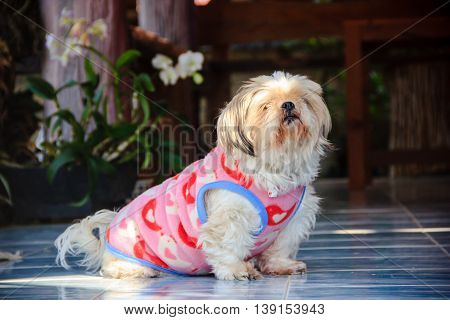 Shih Tzu dog with a pink Vest