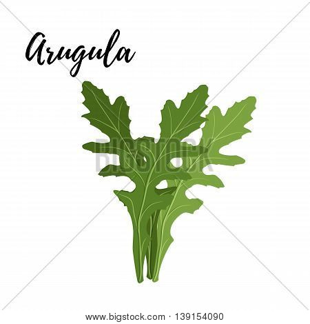 Isolated branches of herbs fresh arugula aroma herbs vector object on white background. Kitchen seasoning spices.Vektor illustration.