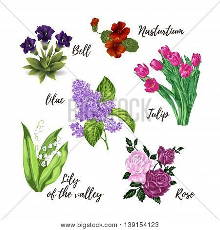 Collection of isolated different flowers: tulips roses lily of the valley lilac nasturtium bells. Vector illustration.
