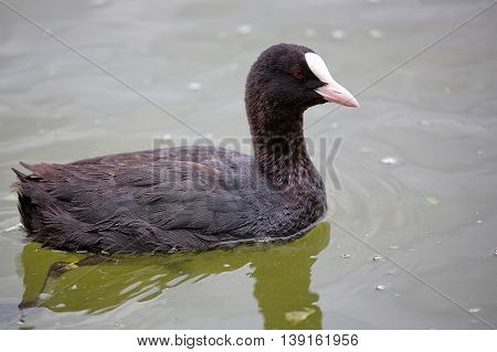 Eurasian coot on the lake in the wild