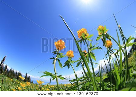 beautiful globeflowers and green grass under blue sky