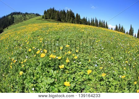 beautiful globeflowers and green grass under blue sky