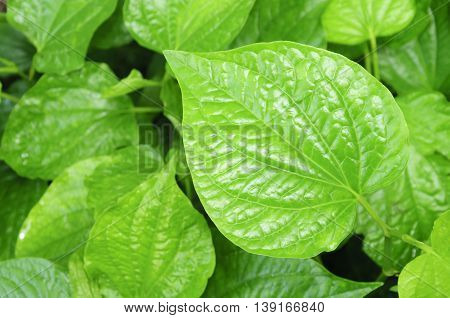 Chaplo herbs are a healthy plant in thailand