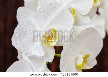 White Orchid Flower With Drops On A Wooden Background, Closeup