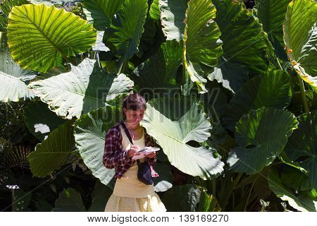 Bush in the garden Alocasia makronisos, Tenerife. Tropical plant, girl write